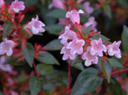 Abelia schumannii - evergreen flowering shrub with pink flowers